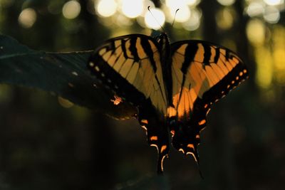 Close-up of butterfly pollinating flower