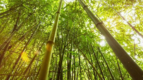 Low angle view of trees