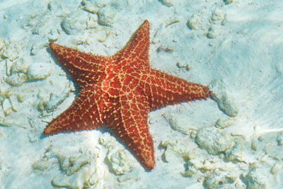 Close-up of fish in sea