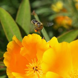 Close-up of bee on yellow flower