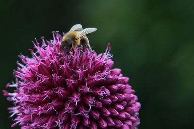 Close-up of bee pollinating on allium flowers