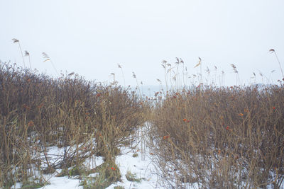 Scenic view of plants against sky during winter