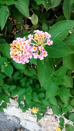 Close-up of fresh white flowers blooming on plant