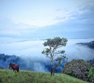 Cows grazing on landscape against sky