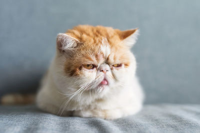 Adorable yellow exotic shorthair cat sit on gray sofa bed with copy space for text. funny pet