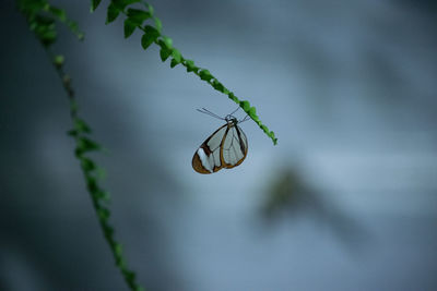 Close-up of insect on leaf