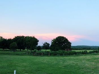 Trees on field against sky during sunset