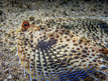 Close-up of fish swimming in sea