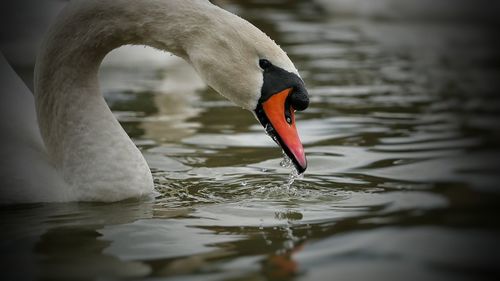 Close-up side view of a swan in rippled water