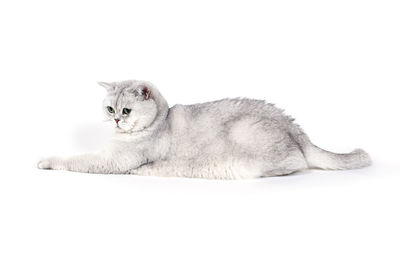 View of a cat resting on white background