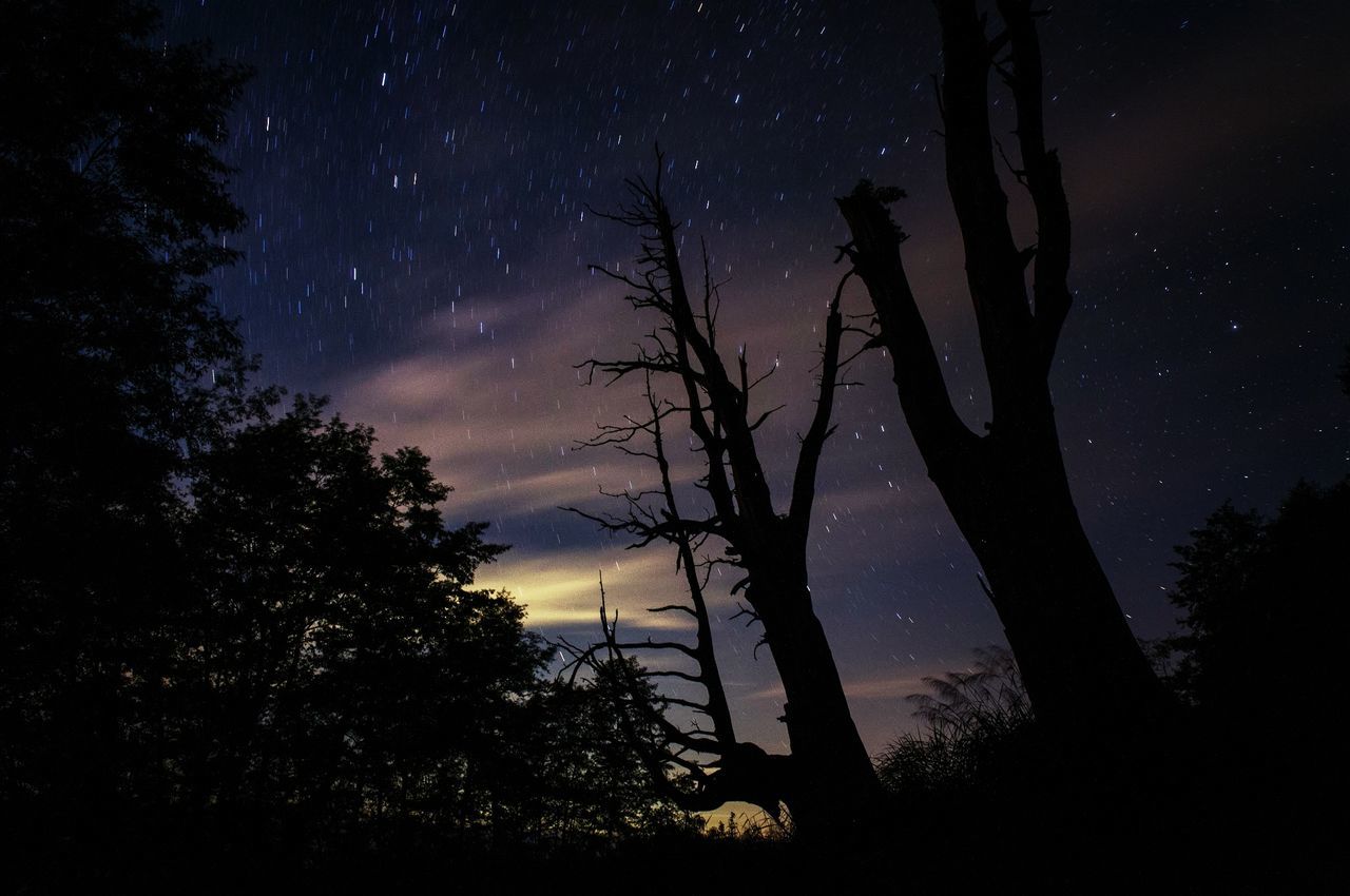 night, tree, silhouette, tranquil scene, tranquility, sky, scenics, beauty in nature, star - space, low angle view, star field, nature, dark, astronomy, idyllic, star, bare tree, galaxy, majestic, growth