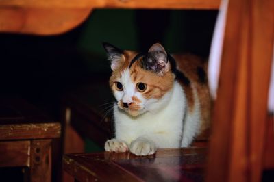 Portrait of kitten sitting at home