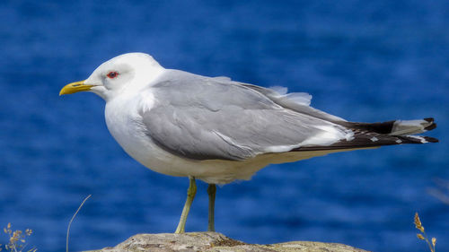 Close-up of seagull perching