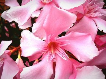 Close-up of pink flower