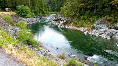 River amidst trees in forest