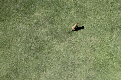High angle view of eagle on field