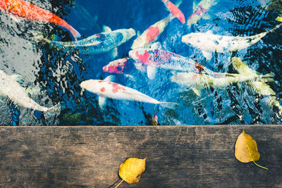 Directly above shot of koi carps swimming in pond