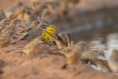 Birds swimming in lake