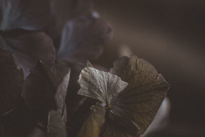 Close-up of flowering plant leaves