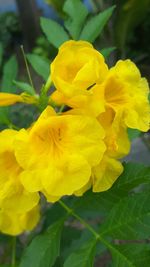Close-up of yellow flowering plant