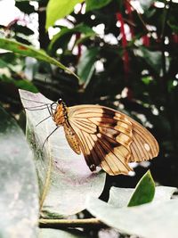 Butterfly perching on leaf