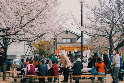 Group of people on cherry tree in city