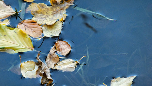 High angle view of dry leaves floating on water