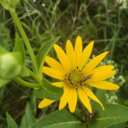 Close-up of bee on yellow flower