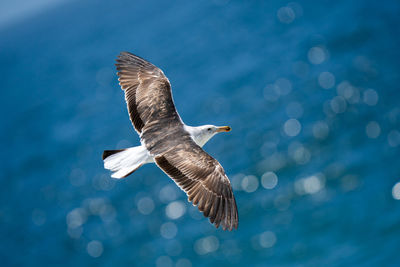 Low angle view of seagull flying against sky
