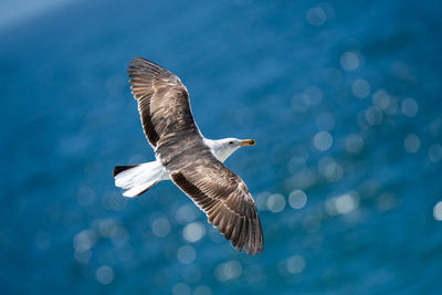 Seagull in flight over the ocean