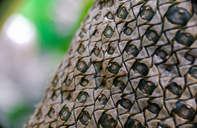 Close-up of lizard