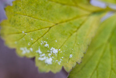 Close-up of water drops on leaf