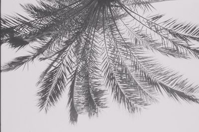 Close-up of leaves against clear sky