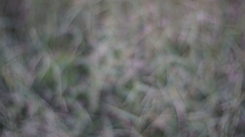 Full frame shot of plants on field