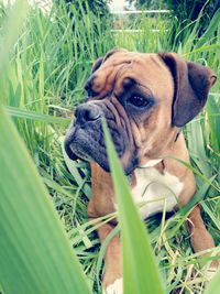 Portrait of a dog