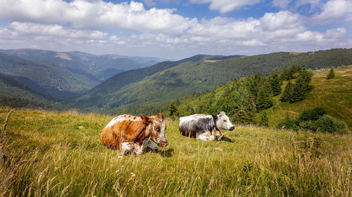 Cows in the grass of the mountains named 'ballon' in the haut-rhin region of the french vosges