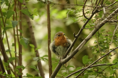 Close-up of robin on branch