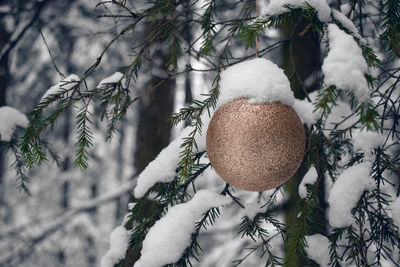 Close-up of snow covered christmas ball