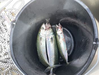 High angle view of fish in container