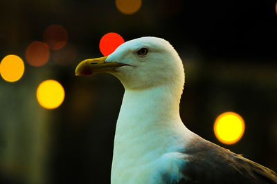 Close-up of a bird