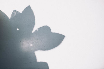 Close-up of shadow on ground