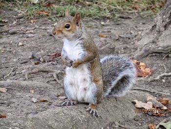 Squirrel eating