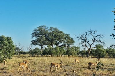 Horses grazing on field against clear blue sky