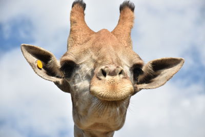 Close-up portrait of giraffe against sky