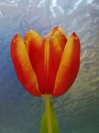 Close-up of flower blooming outdoors