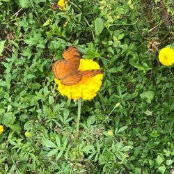 High angle view of butterfly on yellow flower