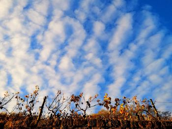 Low angle view of flowering plants against blue sky