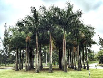 Trees on grassy field