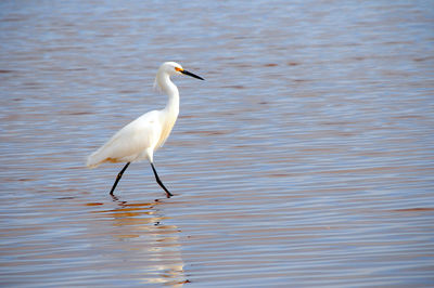 Bird on a lake
