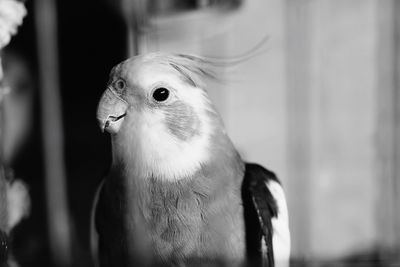 Close-up of bird